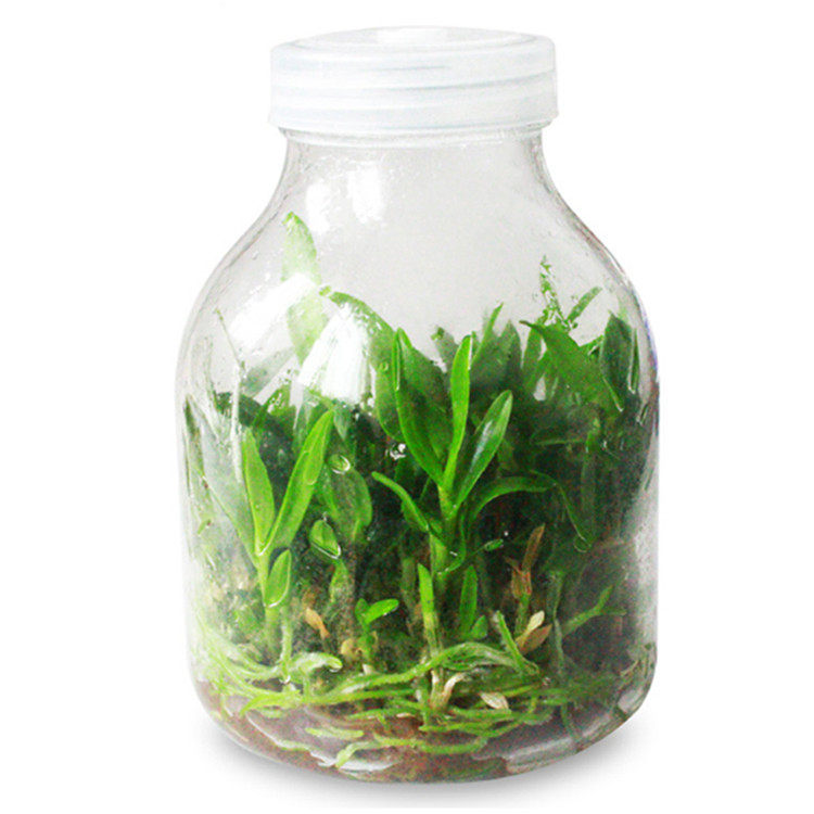 650ml professional transparent plant tissue culture glass jar with plastic cap