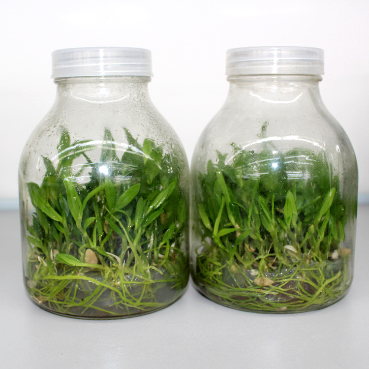 650ml professional transparent plant tissue culture glass jar with plastic cap
