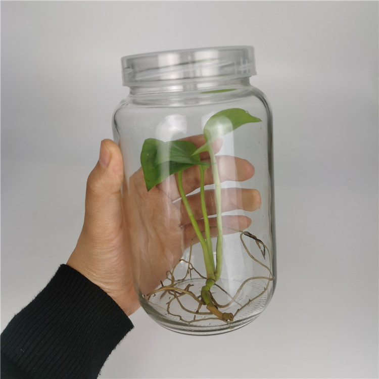 695ml 700ml glass jar tissue cultured orchid plants anthuriums plants seedlings for sale