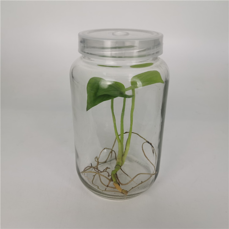 695ml 700ml glass jar tissue cultured orchid plants anthuriums plants seedlings for sale