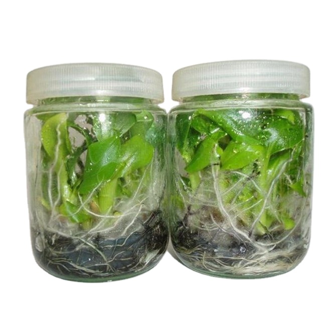 Breathable wholesale custom plant wide mouth 240ml tissue culture glass bottle