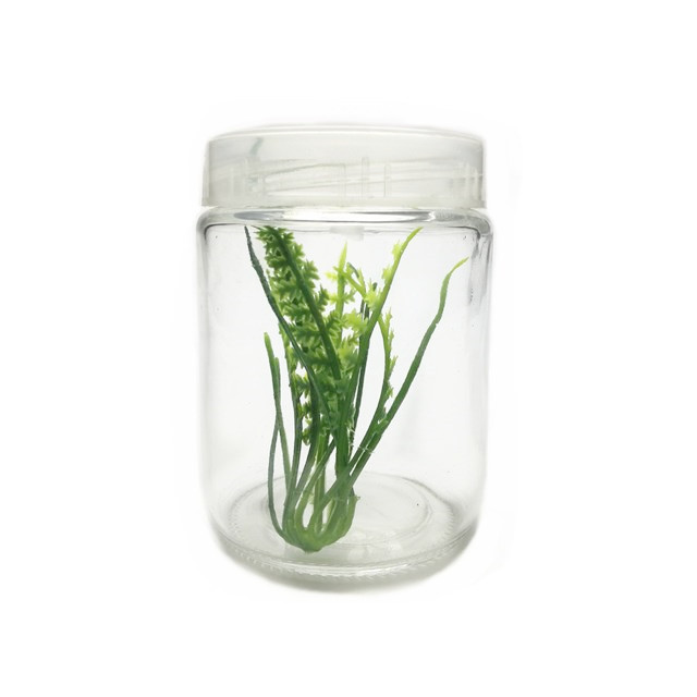Glass jars 8oz 240ml empty plant tissue culture vessels cultivation bottle with plastic cap