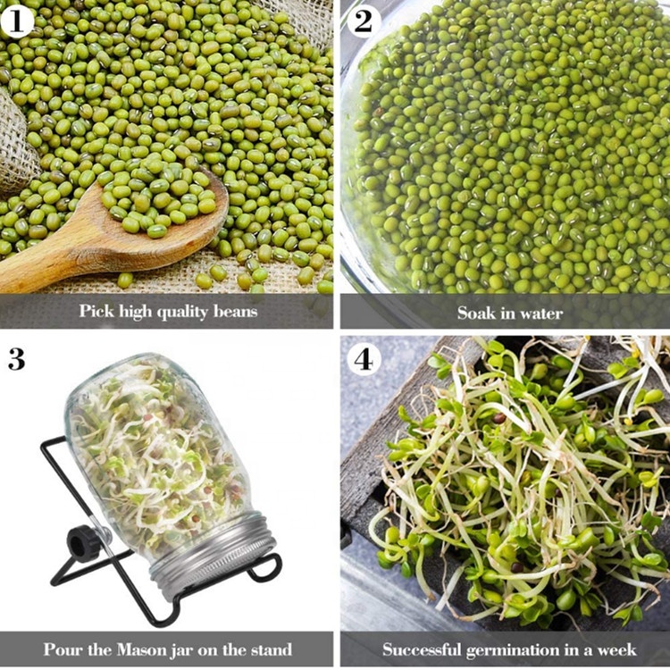 Stainless Steel Sprout Lid Seed Sprouting Glass Mason Jar Kit with Rack Stand