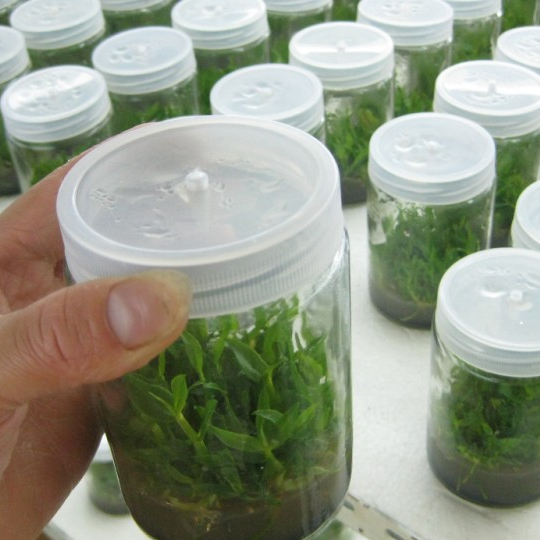 Tissue culture vessels jar  and Nutrient solution glass jar big mouth and small mouth available 200ml 250ml 350ml 650ml 800ml