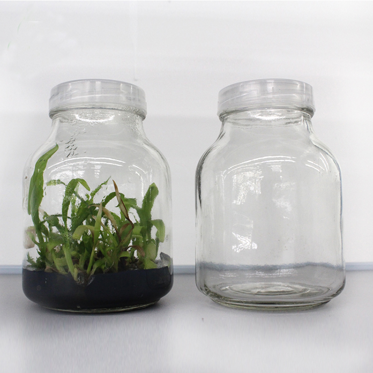 Wholesale 650ml glass jar tissue cultured orchid plants anthuriums plants seedlings for sale