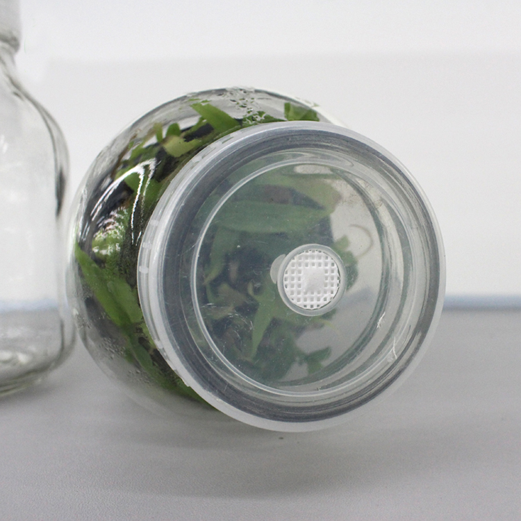Wholesale 650ml glass jar tissue cultured orchid plants anthuriums plants seedlings for sale