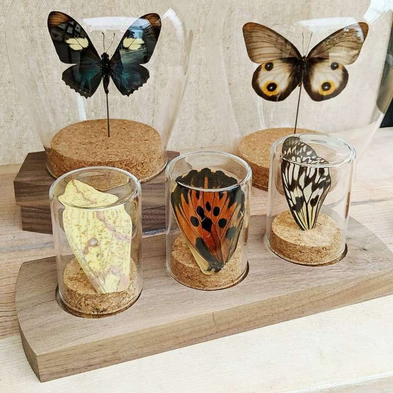 sealed airtight Specimen glass protective cover with cork lid