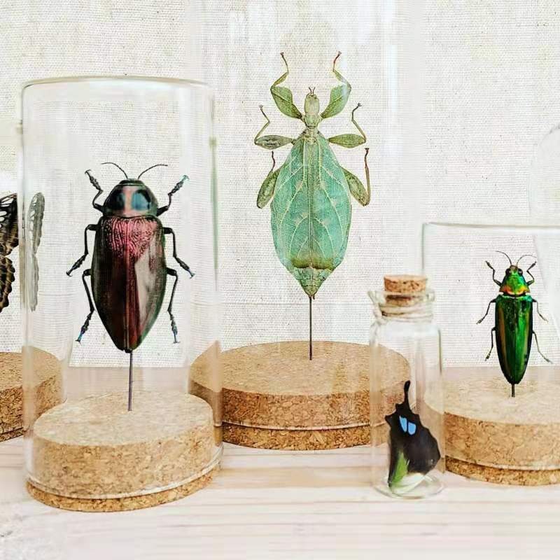 sealed airtight Specimen glass protective cover with cork lid