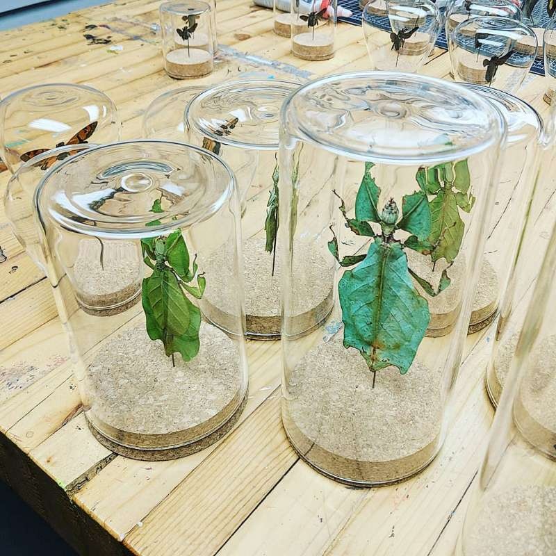 sealed airtight Specimen glass protective cover with cork lid