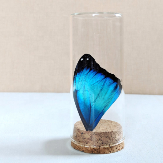 sealed airtight Specimen glass protective cover with cork lid