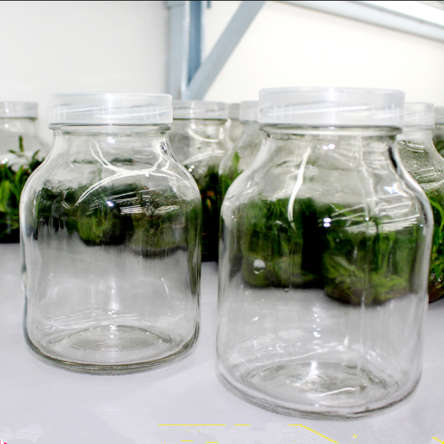 tissue culture glass bottle with Reusable cover