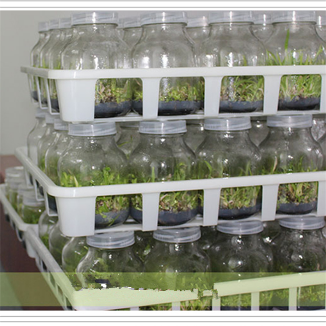 tissue culture glass bottle with Reusable cover
