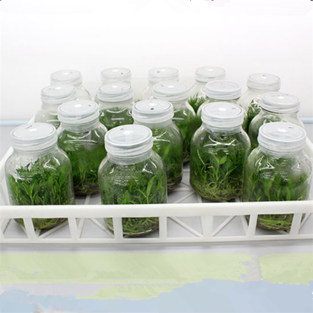 tissue culture glass bottle with Reusable cover