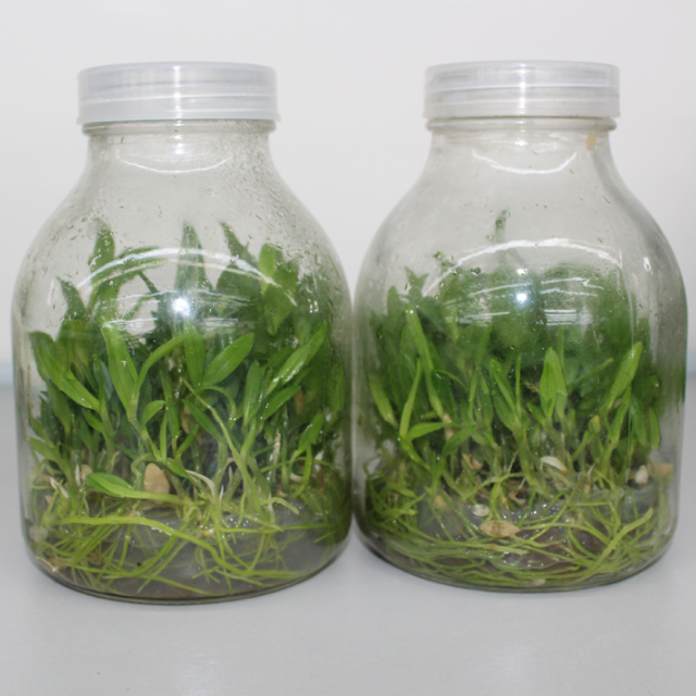 tissue culture glass bottle with Reusable cover
